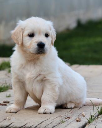 Cuccioli di GOLDEN Retriever