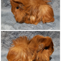 Cuccioli Cavie peruviane e minipli