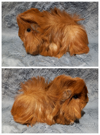 Cuccioli Cavie peruviane e minipli