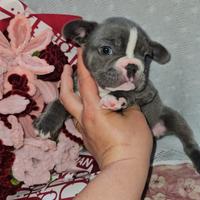 Bulldog francese blu bianco