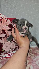 Bulldog francese blu bianco