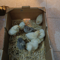 Pulcini di gallina