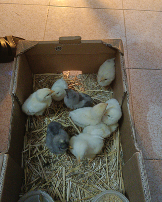 Pulcini di gallina