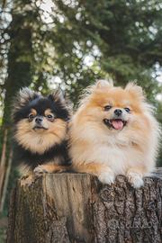 Pomerania