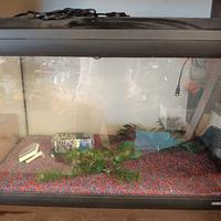 acquario 70 litri
