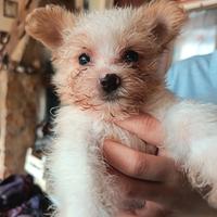 Cucciolo di Yorkshire femmina