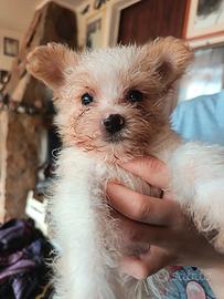 Cucciolo di Yorkshire femmina