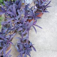 Setcreasea purpurea - Erba miseria viola perenne