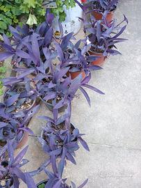 Setcreasea purpurea - Erba miseria viola perenne