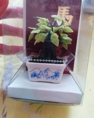 bonsai
