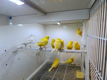 Canarini gialli ala bianca Maschi