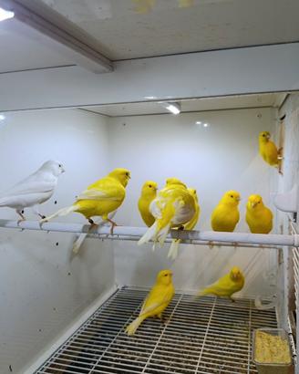 Canarini gialli ala bianca Maschi