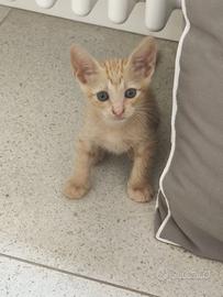 Arturo gattino 2 mesi