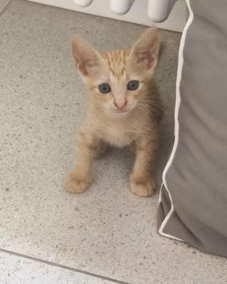 Arturo gattino 2 mesi
