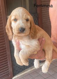 Cocker con Pedigree ENCI