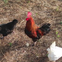 Galline Roma Sud ARDEATINA U*O*V*A*. FECONDE