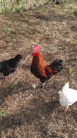 Galline Roma Sud ARDEATINA U*O*V*A*. FECONDE