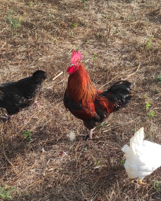 Galline Roma Sud ARDEATINA U*O*V*A*. FECONDE