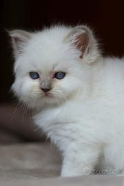 Cuccioli gatto Sacro di Birmania