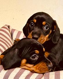 Cuccioli allevati da noi ( bassotti)