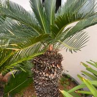 Cycas 20 anni