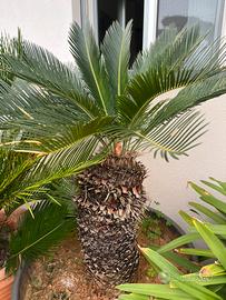 Cycas 20 anni