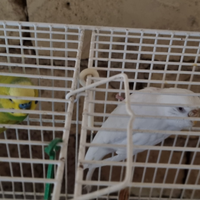 Coppia pappagalli cocorita adulta
