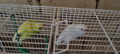 Coppia pappagalli cocorita adulta