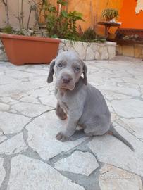 Cuccioli weimaraner