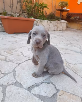 Cuccioli weimaraner