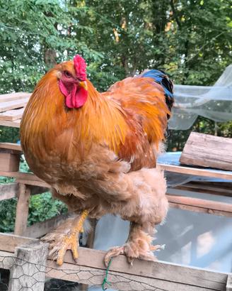 Gallo Brahma