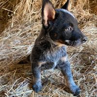 Cuccioli Australian Cattle Dog