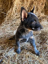 Cuccioli Australian Cattle Dog