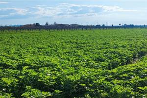 RGE 163/2024 Trib Salerno