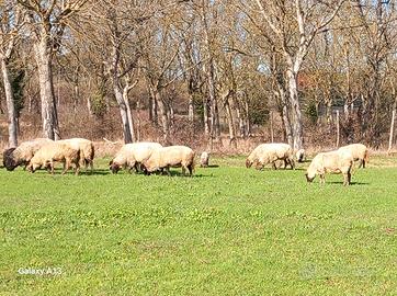 8 pecore sufflok più montone