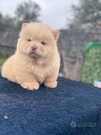 Chow chow cuccioli