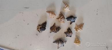 conchiglie 