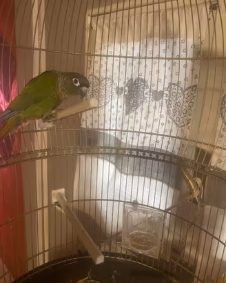 Pappagallo Conuro guance verdi