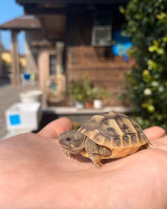 Tartarughe