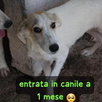 DIANA 2 ANNI 15 KG E' in canile