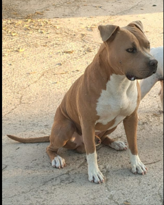 Pitbull