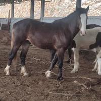 Paint per mezzosangue