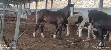 Paint per mezzosangue