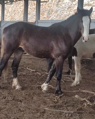 Paint per mezzosangue