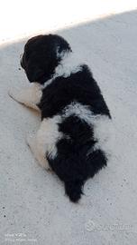 Cuccioli di maremmano