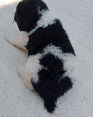 Cuccioli di maremmano