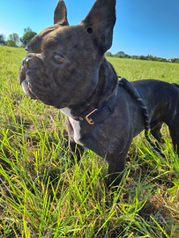 Rino . bulldog francese per ACCOPPIAMENTO