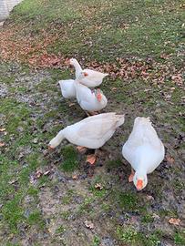 Ocha romagnola maschio