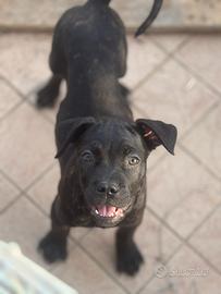 Cuccioli cane corso pedigree enci