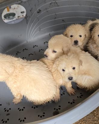 Cuccioli dolcissimi in attesa di famiglia